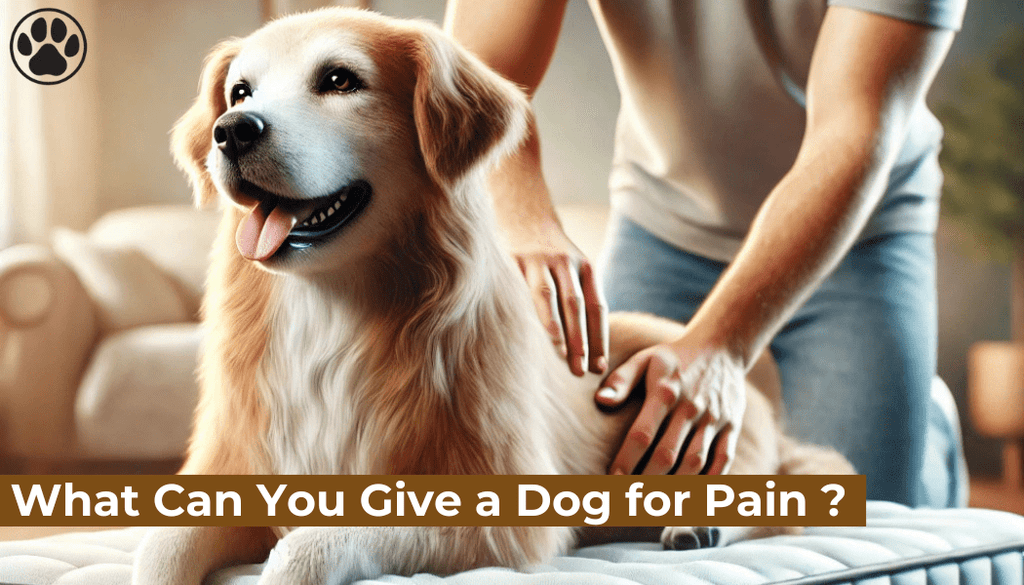 What Can You Give a Dog for Pain ?