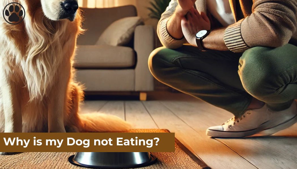 Why is my Dog not Eating?