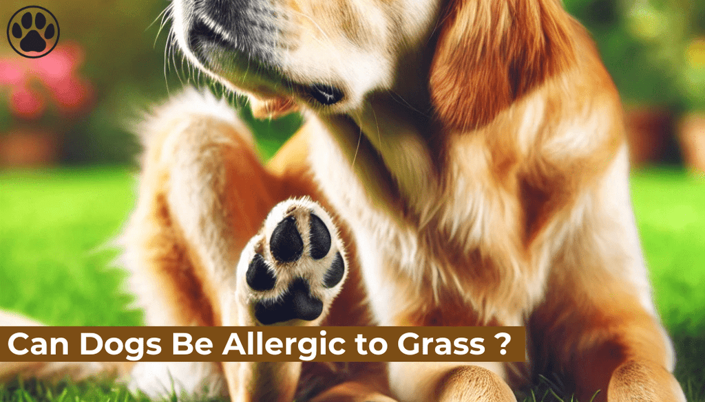 Can Dogs Be Allergic to Grass ?