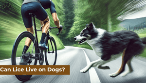 Can You Outbike a Dog?