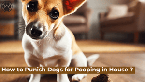 How to Punish Dogs for Pooping in House ?