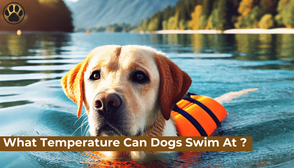 What Temperature Can Dogs Swim At ?