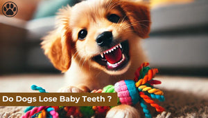 Do Dogs Lose Baby Teeth ?