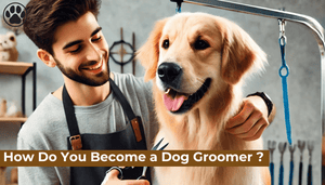 How Do You Become a Dog Groomer ?