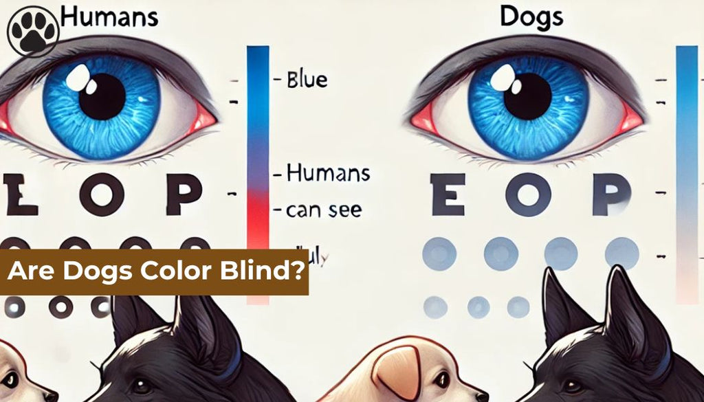 Are Dogs Color Blind?