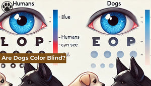 Are Dogs Color Blind?