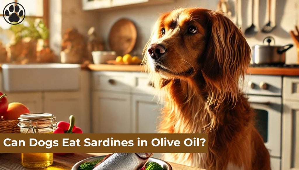 Can Dogs Eat Sardines in Olive Oil?