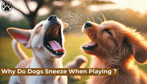 Why Do Dogs Sneeze When Playing ?
