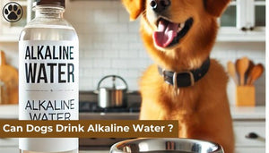 Can Dogs Drink Alkaline Water ?