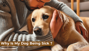 Why Is My Dog Being Sick ?