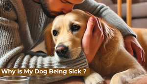 Why Is My Dog Being Sick ?