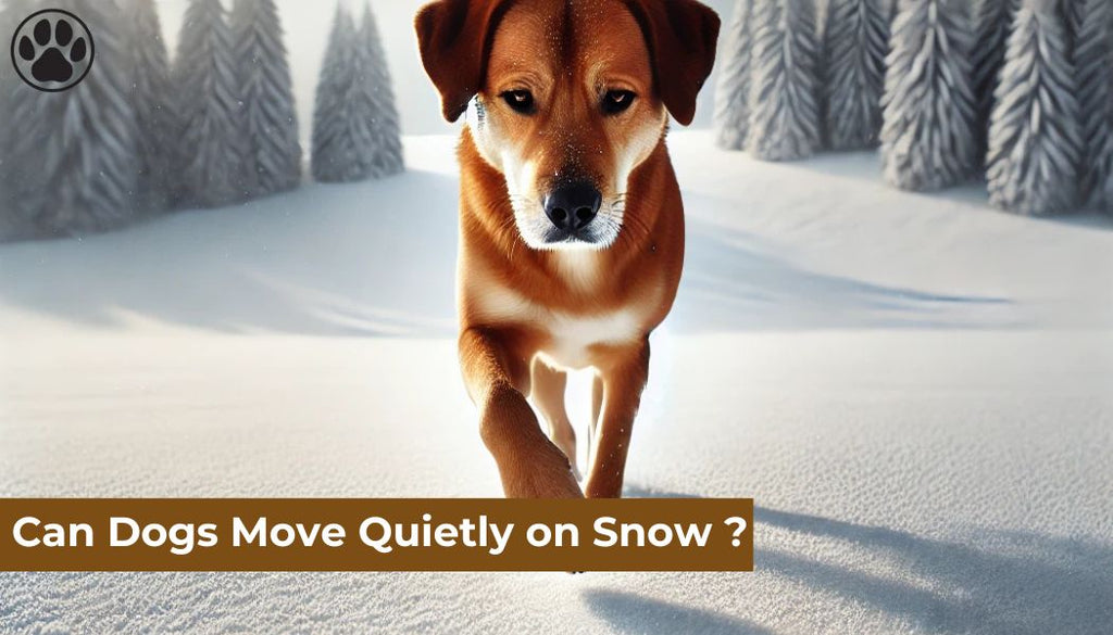 Can Dogs Move Quietly on Snow ?