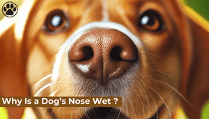 Why Is a Dog’s Nose Wet ?