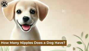 How Many Nipples Does a Dog Have?