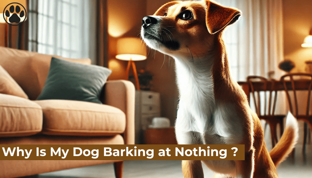Why Is My Dog Barking at Nothing ?
