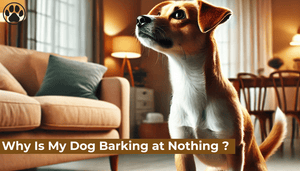Why Is My Dog Barking at Nothing ?