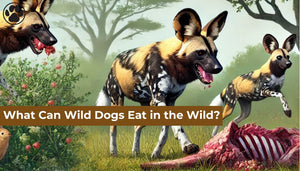 What Can Wild Dogs Eat in the Wild?