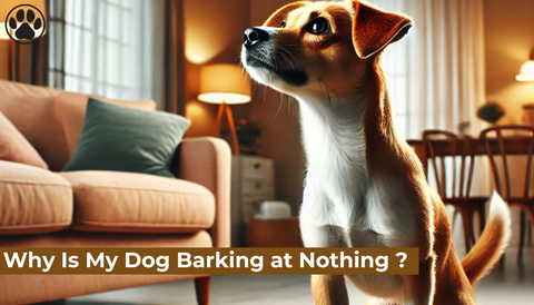Why Is My Dog Barking at Nothing ?