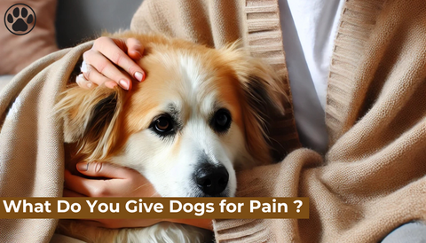 What Do You Give Dogs for Pain ?