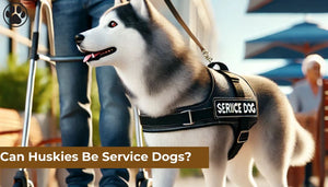 Can Huskies Be Service Dogs?