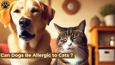 Can Dogs Be Allergic to Cats ?