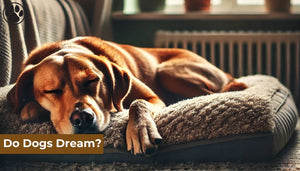 Do Dogs Dream?