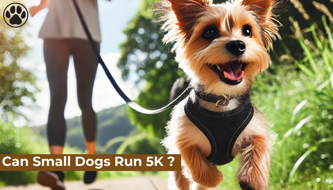 Can Small Dogs Run 5K ?