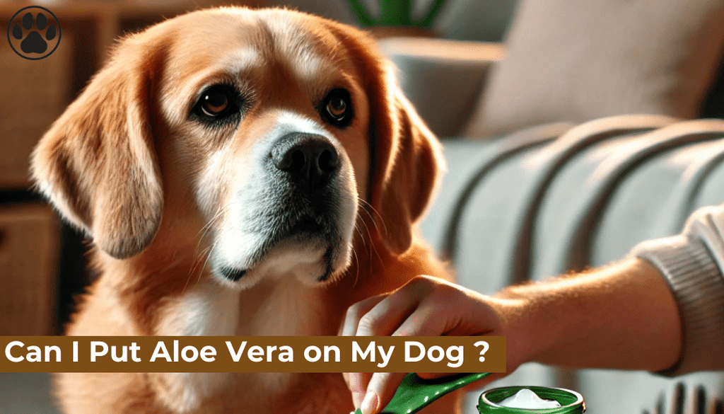 Can I Put Aloe Vera on My Dog ?