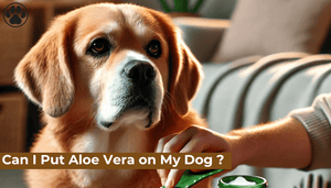 Can I Put Aloe Vera on My Dog ?