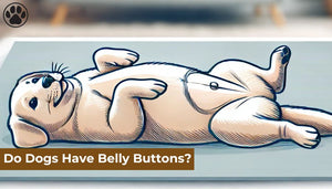 Do Dogs Have Belly Buttons?