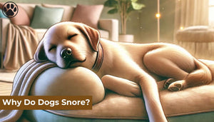 Why Do Dogs Snore?