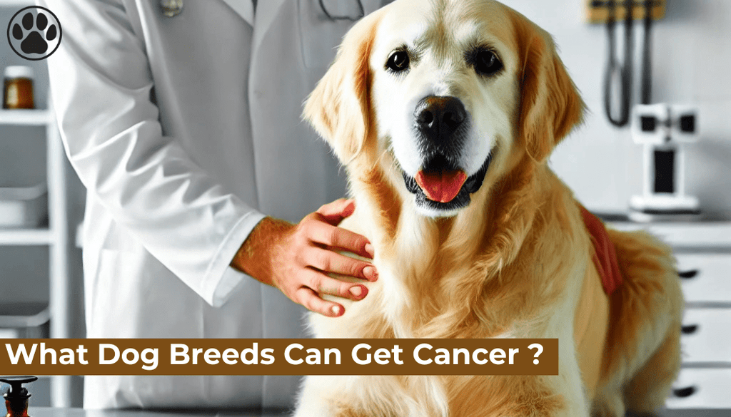 What Dog Breeds Can Get Cancer ?
