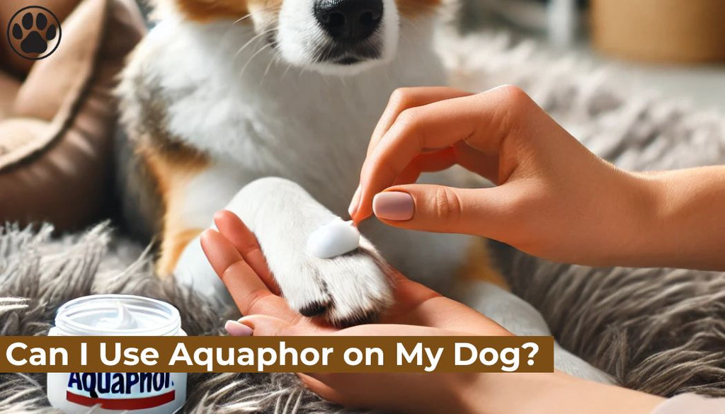 Can I Use Aquaphor on My Dog?