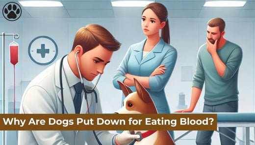 Why Are Dogs Put Down for Eating Blood?