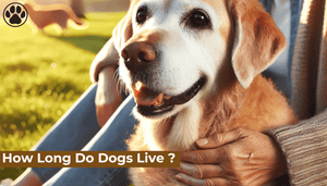 How Long Do Dogs Live ?