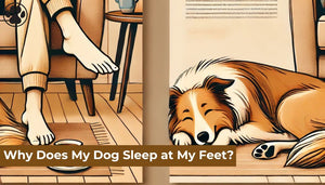Why Does My Dog Sleep at My Feet?