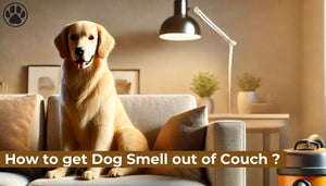 How to get Dog Smell out of Couch ?