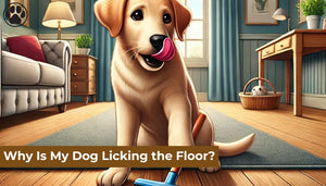 Why Is My Dog Licking the Floor?