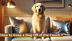 How to Keep a Dog Off of the Couch ?
