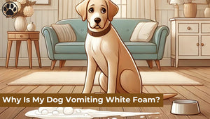 Why Is My Dog Vomiting White Foam?