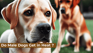 Do Male Dogs Get in Heat ?