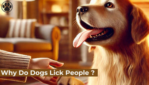Why Do Dogs Lick People ?