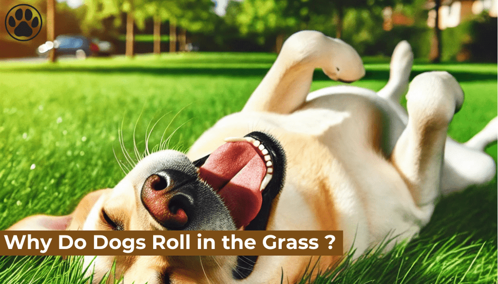 Why Do Dogs Roll in the Grass?
