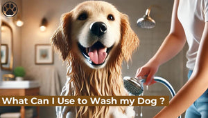 What Can I Use to Wash my Dog ?