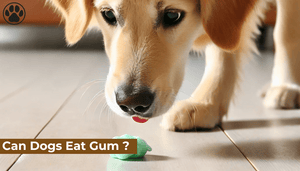 Can Dogs Eat Gum ?