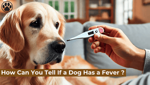 How Can You Tell If a Dog Has a Fever ?