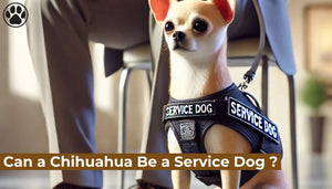 Can a Chihuahua Be a Service Dog ?