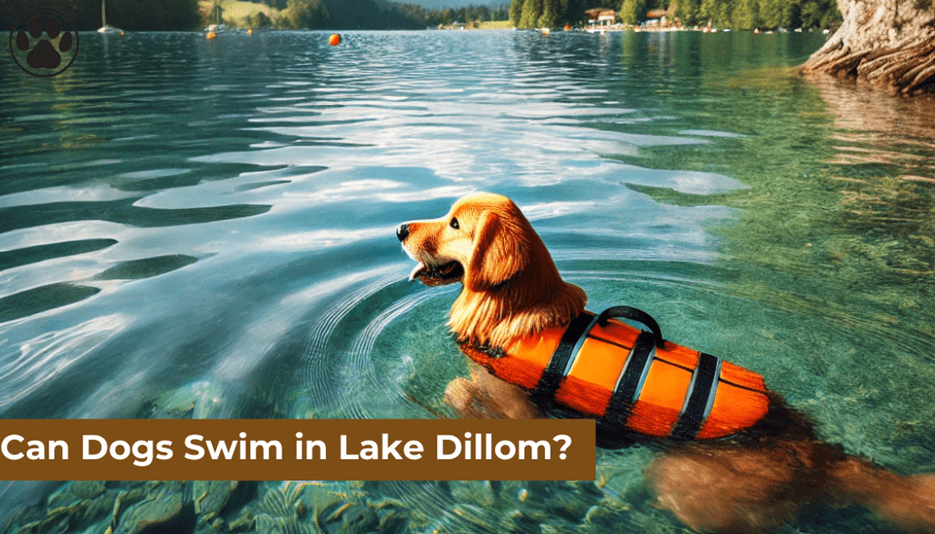 Can Dogs Swim in Lake Dillom?