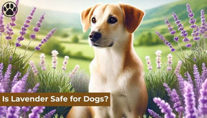 Is Lavender Safe for Dogs?