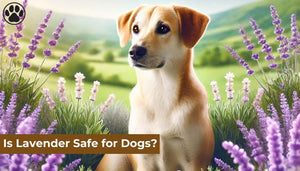 Is Lavender Safe for Dogs?